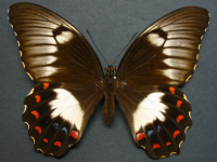 Papilio aegeus aegeus - Adult